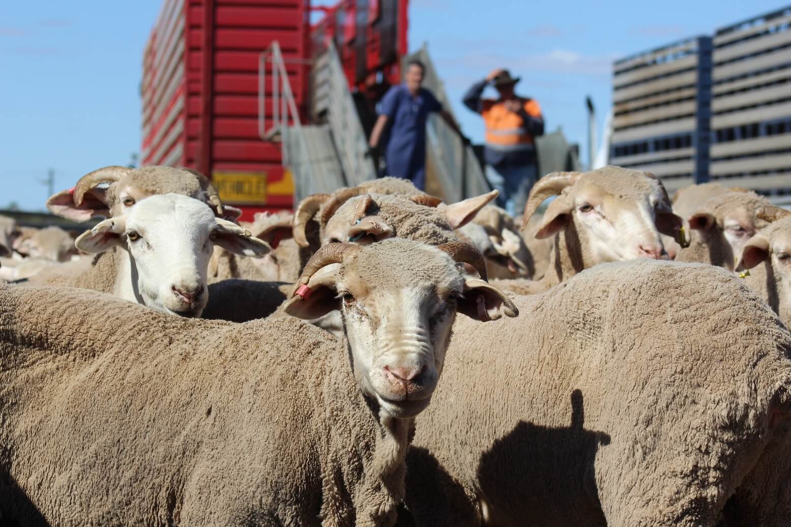 🐑Phase Out of Live Sheep Exports By Sea - Transition Assistance🐑